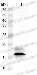 Western Blot for Anti-Monkeypox virus/MPXV A29L Antibody (SAA0286) ?>